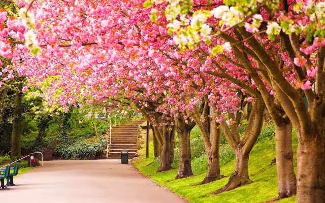 تصویر بهار برای والپیپر و پس‌زمینه در موضوع علم و طبیعت