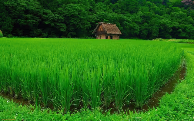 تصویر شالیزار برای والپیپر و پس‌زمینه در موضوع علم و طبیعت