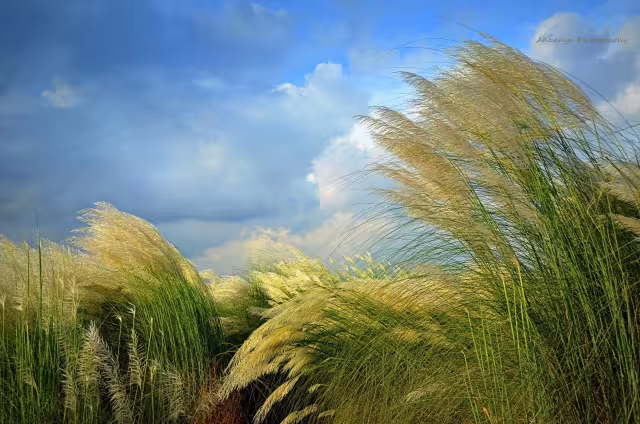 تصویر باد برای والپیپر و پس‌زمینه در موضوع علم و طبیعت