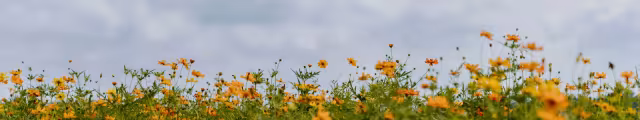 تصویر ۷۶۸۰×۱۴۴۰ برای پس‌زمینه و والپیپر