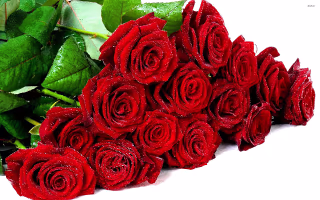 تصویر گل رز برای والپیپر و پس‌زمینه در موضوع علم و طبیعت