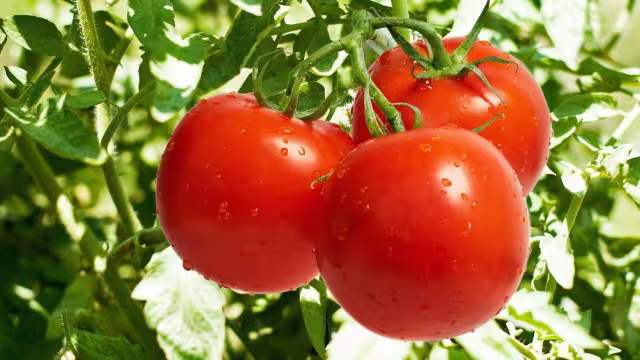 تصویر گوجه‌فرنگی برای والپیپر و پس‌زمینه در موضوع غذا و آشامیدنی