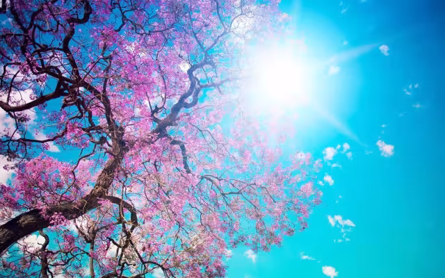 تصویر بهار برای والپیپر و پس‌زمینه در موضوع علم و طبیعت