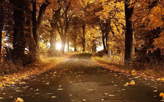 تصویر پاییز برای والپیپر و پس‌زمینه در موضوع علم و طبیعت