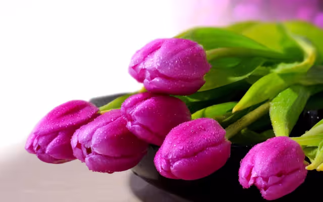 تصویر لاله برای والپیپر و پس‌زمینه در موضوع علم و طبیعت