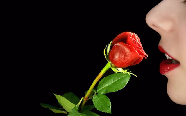 تصویر گل رز برای والپیپر و پس‌زمینه در موضوع علم و طبیعت