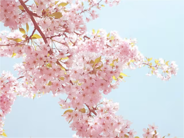 تصویر شکوفه ساکورا برای والپیپر و پس‌زمینه در موضوع علم و طبیعت