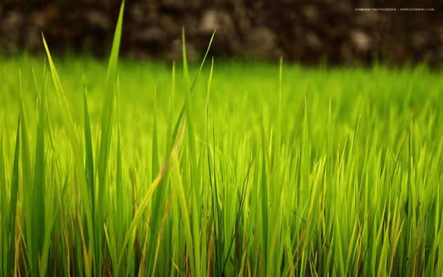 تصویر شالیزار برای والپیپر و پس‌زمینه در موضوع علم و طبیعت
