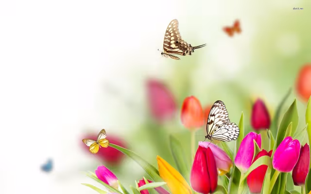 تصویر لاله برای والپیپر و پس‌زمینه در موضوع علم و طبیعت