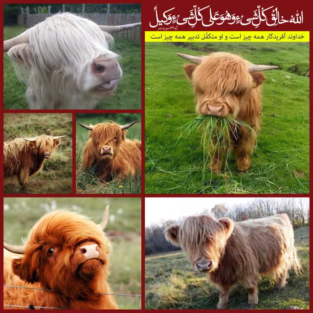 آفریدگار خداوند