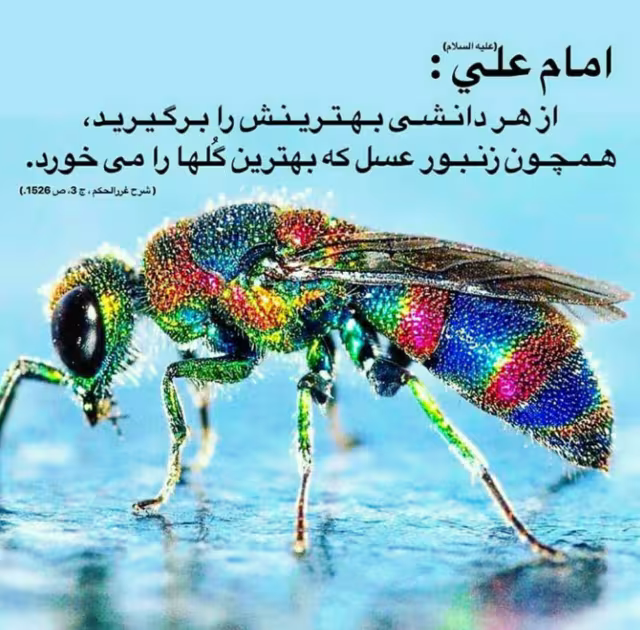 حدیث بهترین دانش