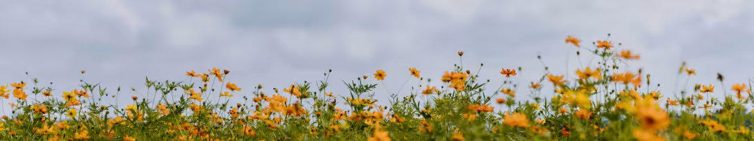 تصویر ۷۶۸۰×۱۴۴۰ برای پس‌زمینه و والپیپر