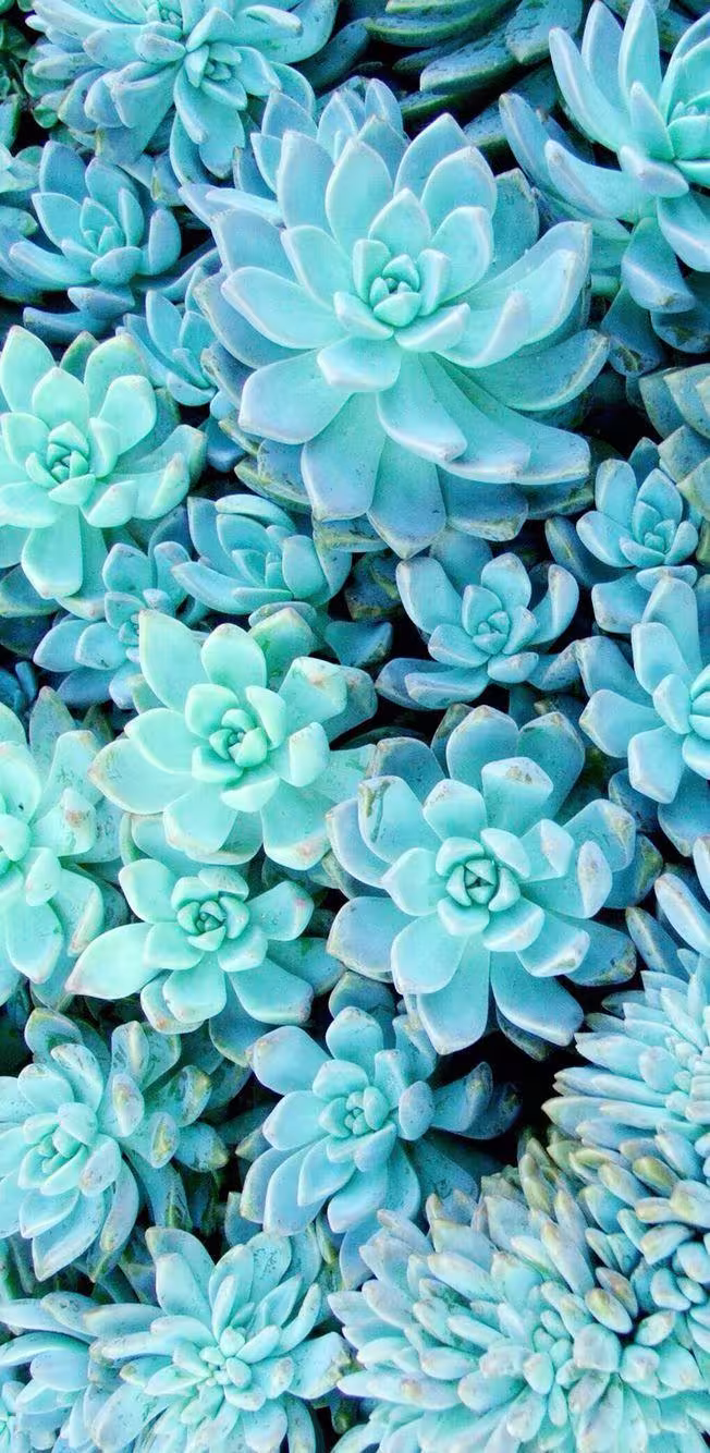 تصویر گیاه ساکولنت برای والپیپر و پس‌زمینه در موضوع علم و طبیعت