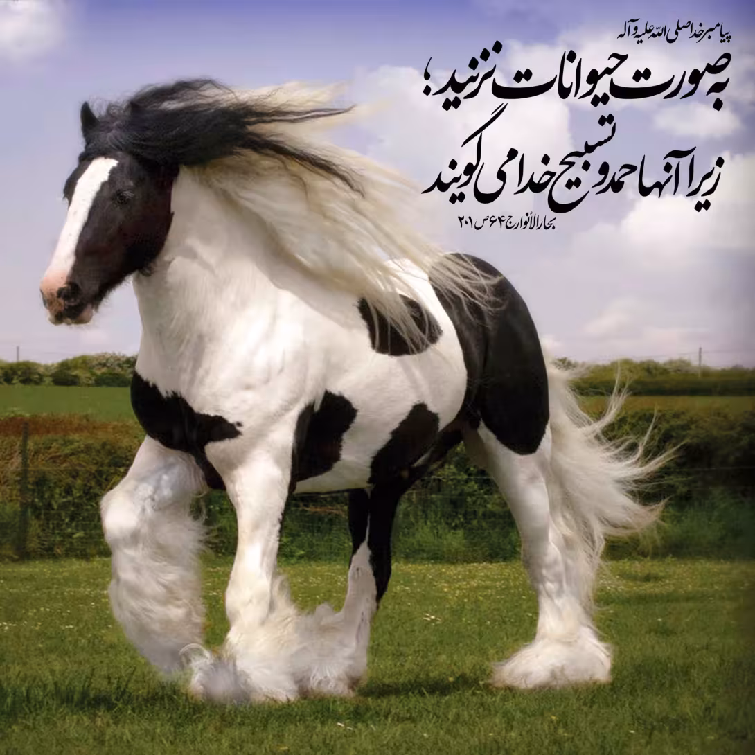 حقوق حیوانات
