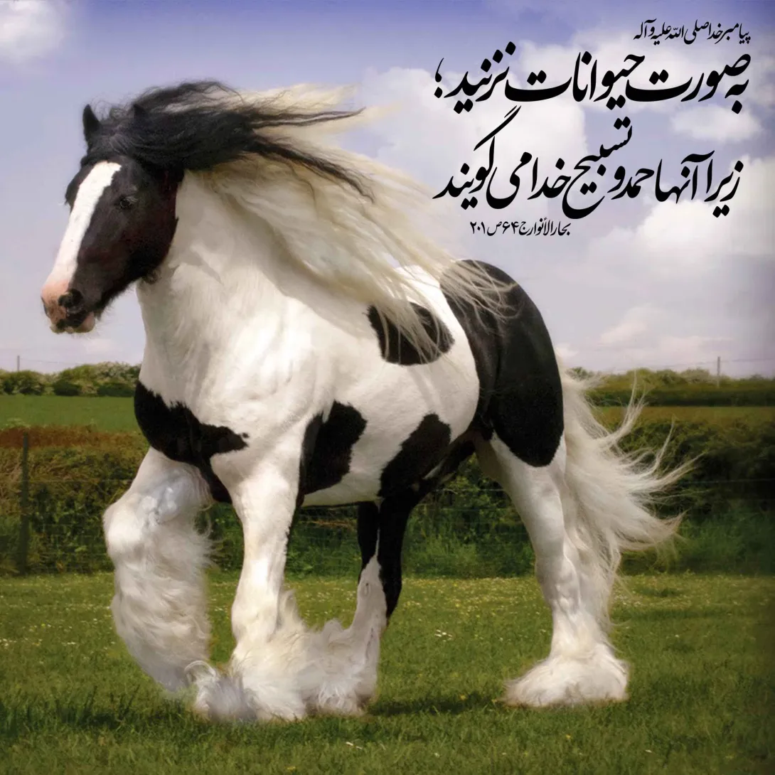 حقوق حیوانات