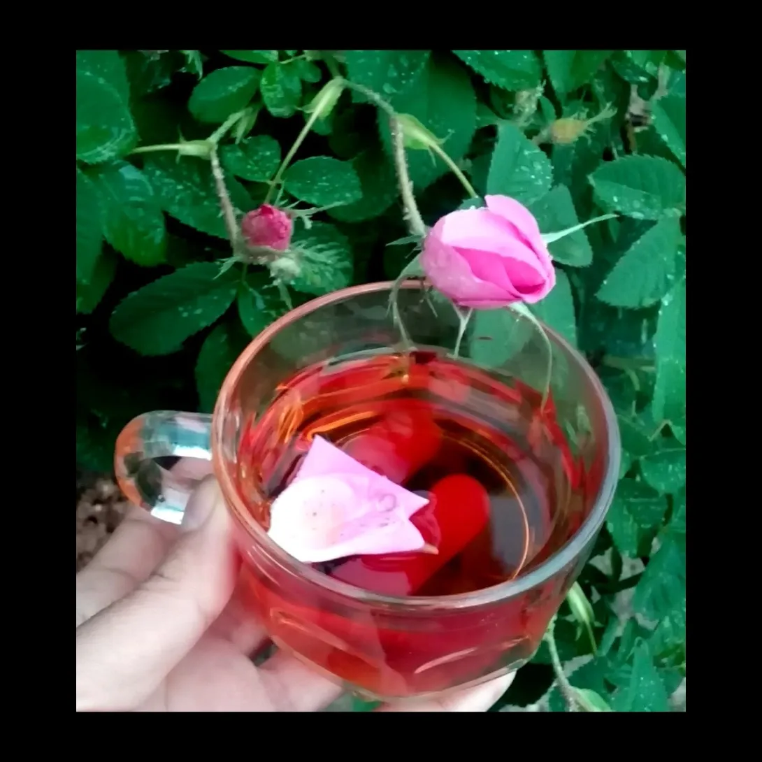 گل محمدی..عیدمبعث