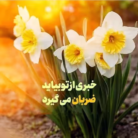 نیمه شعبان